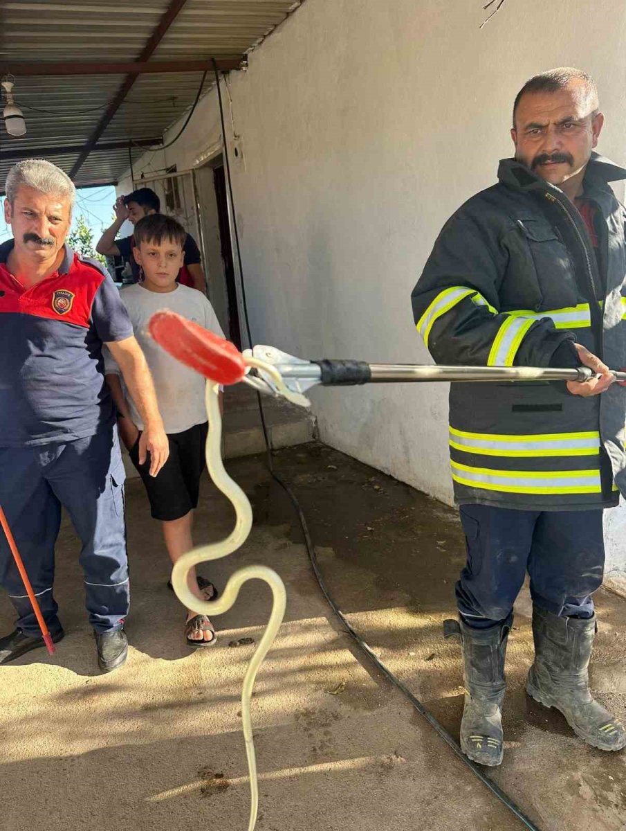 hatayda-evlere-giren-2-yilan-yakalandi