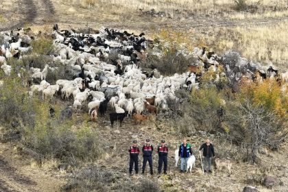 kayip-544-adet-kucukbas-hayvani-dron-ile-bulunup-sahibine-teslim-edildi