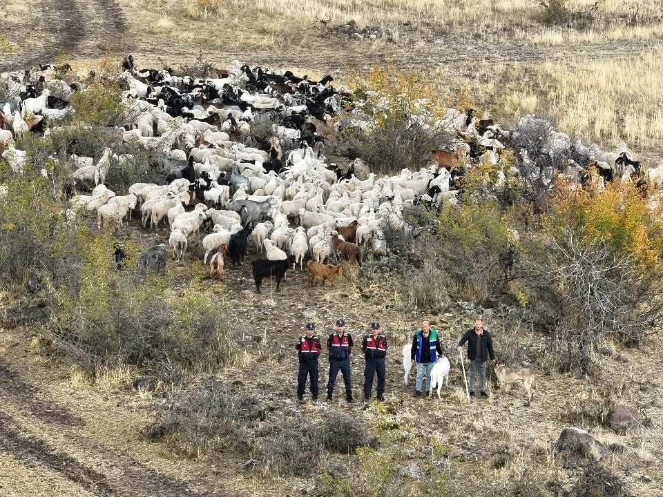 kayip-544-adet-kucukbas-hayvani-dron-ile-bulunup-sahibine-teslim-edildi