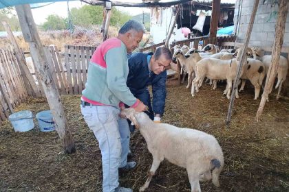 mentesede-sap-asisi-kampanyasi-hiz-kesmiyor