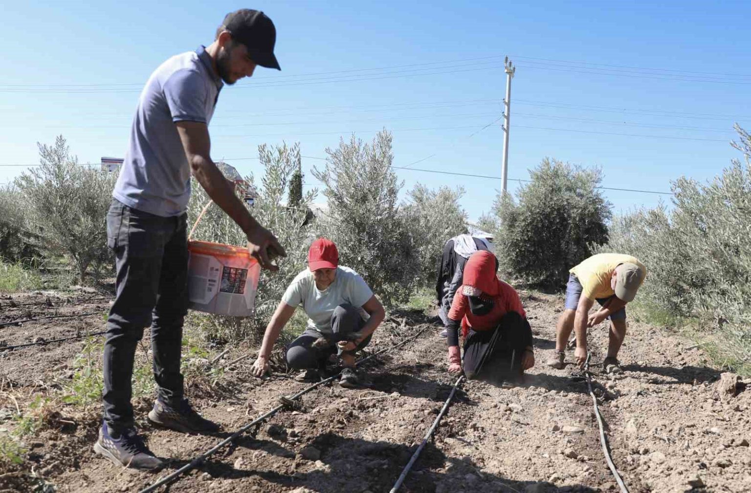 mersinde-ureticiye-ilk-kez-enginar-yumrusu-destegi-verildi
