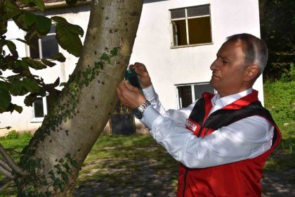 ordu-il-tarim-ve-orman-muduru-ay-kahverengi-kokarca-ile-mucadele-araliksiz-devam-ediyor