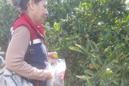 sokede-hasat-oncesi-numune-alimlari-yapildi