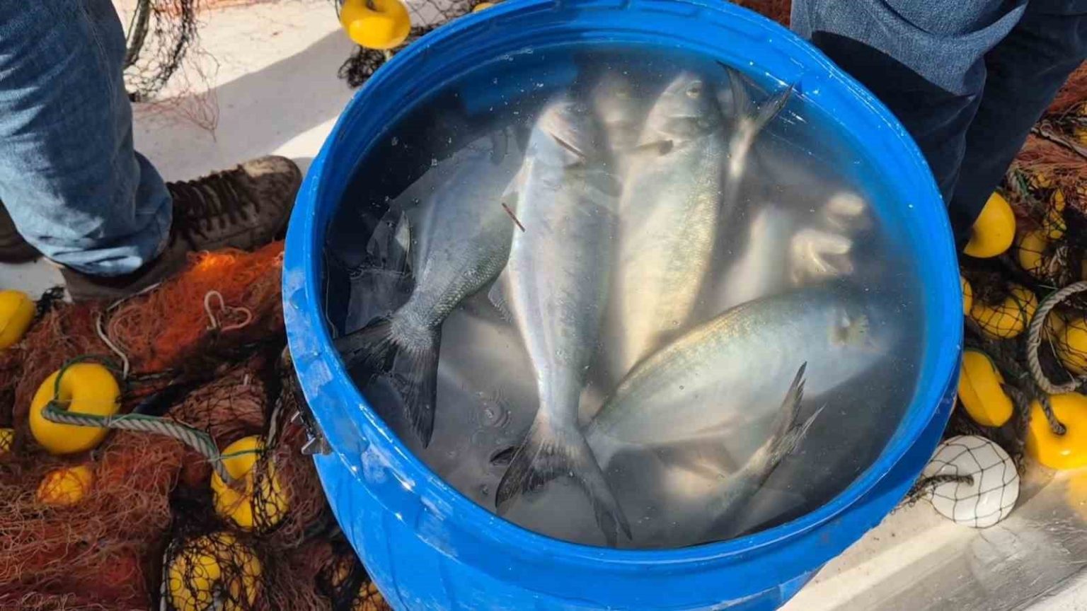 tekirdagda-aglara-takilan-lufer-yuzleri-guldurdu