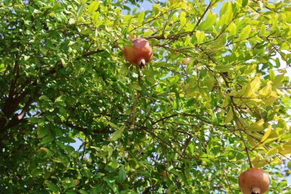 tescilli-kuytucak-narinda-hasat-basladi