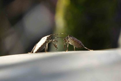 trabzonda-kahverengi-kokarca-alarmi