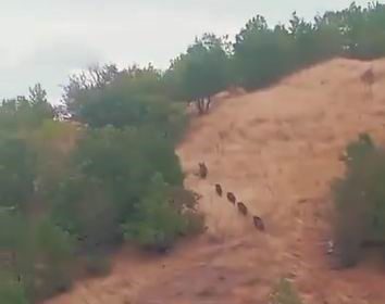 ac-kalan-domuz-surusu-yerlesim-yerine-indi