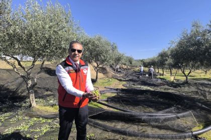 aydin-zeytincilikte-turkiyenin-zirvesinde