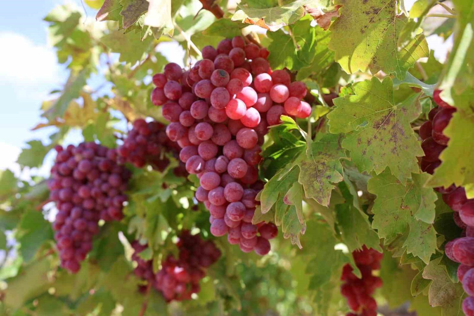 bag-bozumunda-rekor-4-kilo-uzum-salkimi