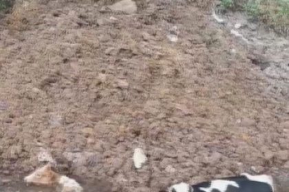 balciga-saplanan-3-inek-zorlu-calismayla-kurtarildi