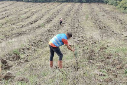 duzcede-yanan-orman-alanlari-adalet-ormani-ile-yeniden-yeserecek