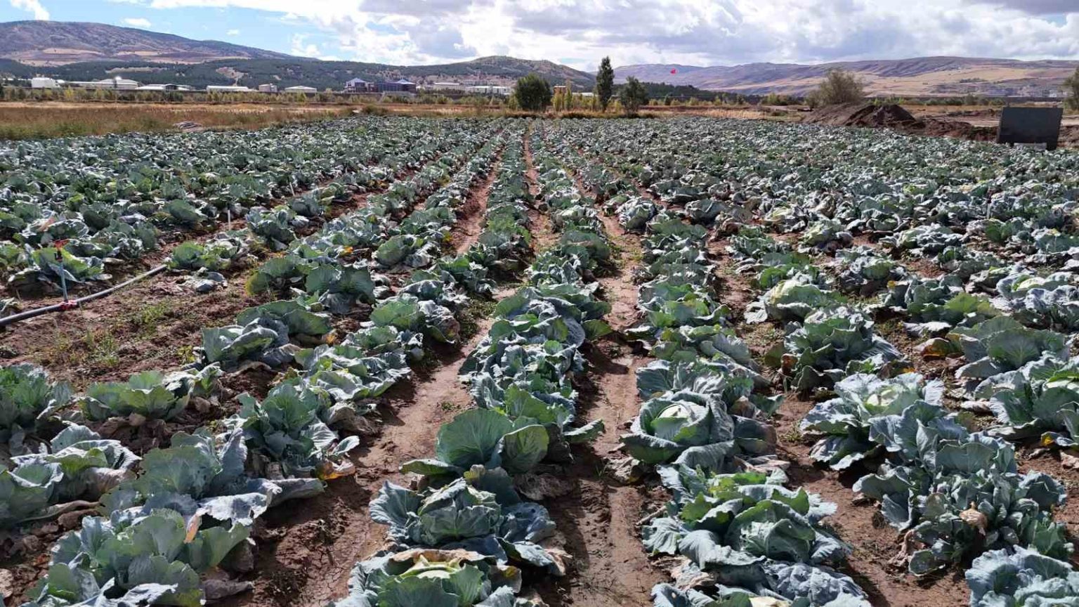 iklim-degisikligi-dev-lahanalari-vurdu-ciftciler-buyuk-hayal-kirikligina-ugradi