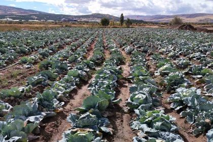 iklim-degisikligi-dev-lahanalari-vurdu-ciftciler-buyuk-hayal-kirikligina-ugradi