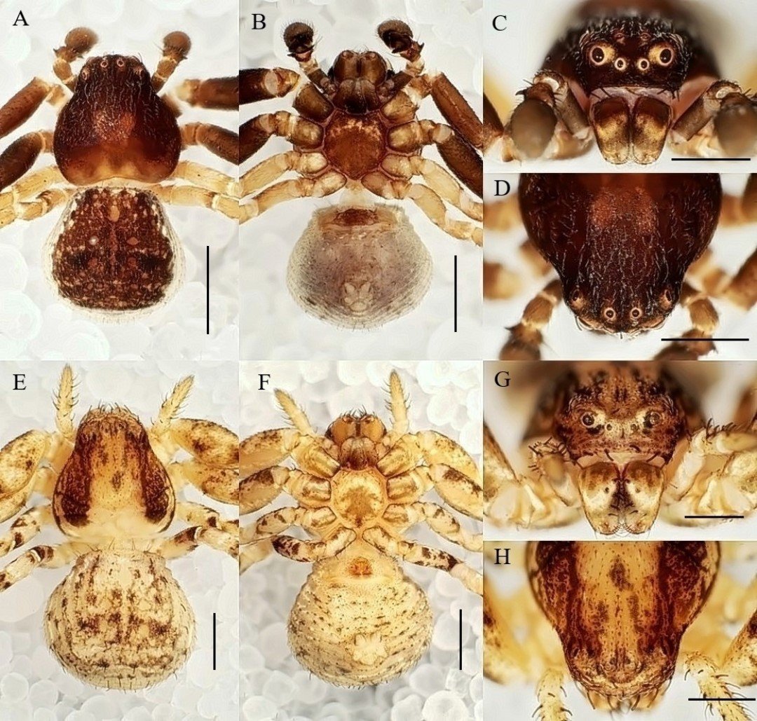 manisa-cbulu-ogretim-utesinden-20-yeni-tur-kesfi