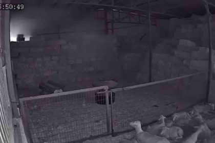 mudanyada-ahir-ve-samanlik-yangininda-170-hayvan-kule-dondu-o-anlar-kamerada