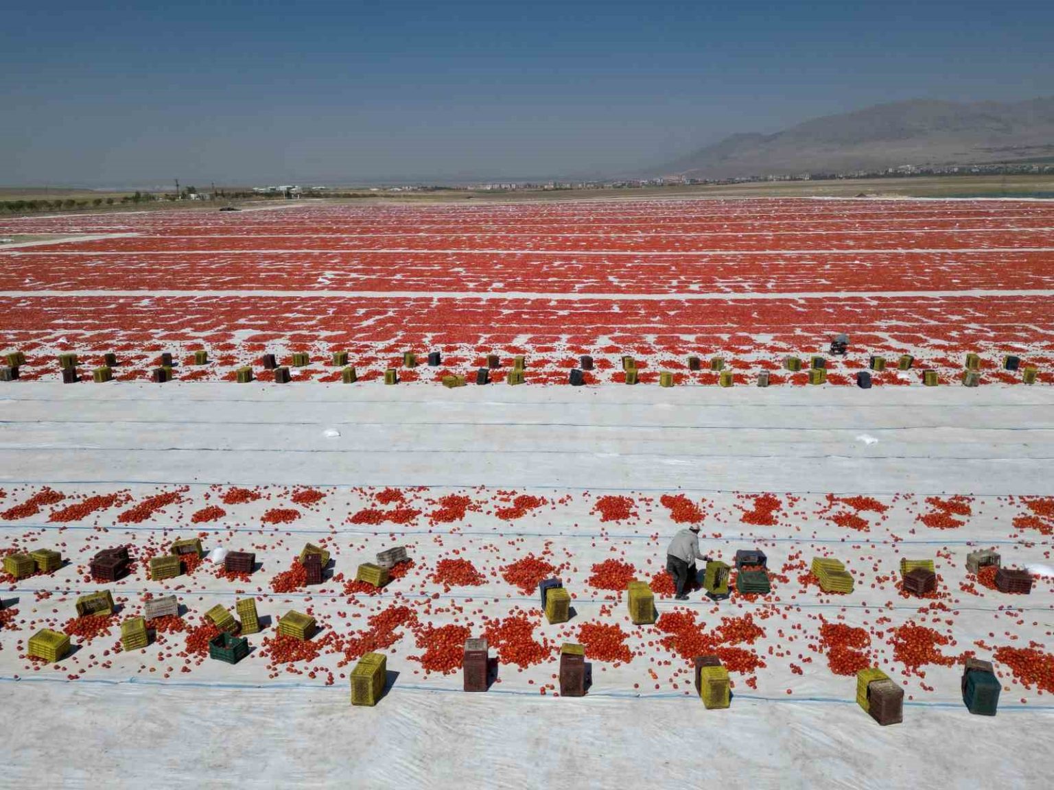 nigdede-guneste-kuruyan-domatesler-dunya-sofralarinda