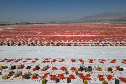 nigdede-guneste-kuruyan-domatesler-dunya-sofralarinda