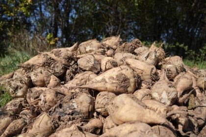 tarim-bakanligi-kuraklik-nedeniyle-seker-pancari-uretimini-kisitlamayacagiz