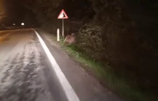 ac-kalan-ayilar-yollara-dustu