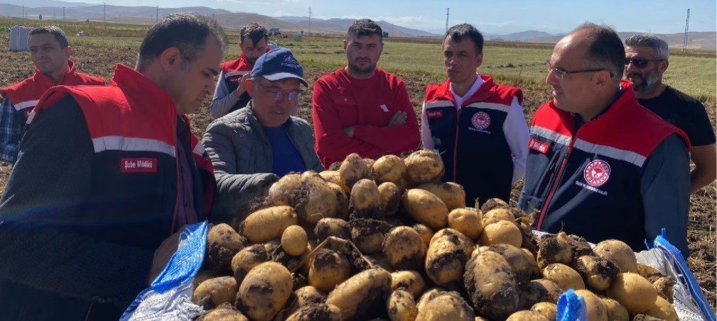 bayburtta-patates-hasadina-baslandi