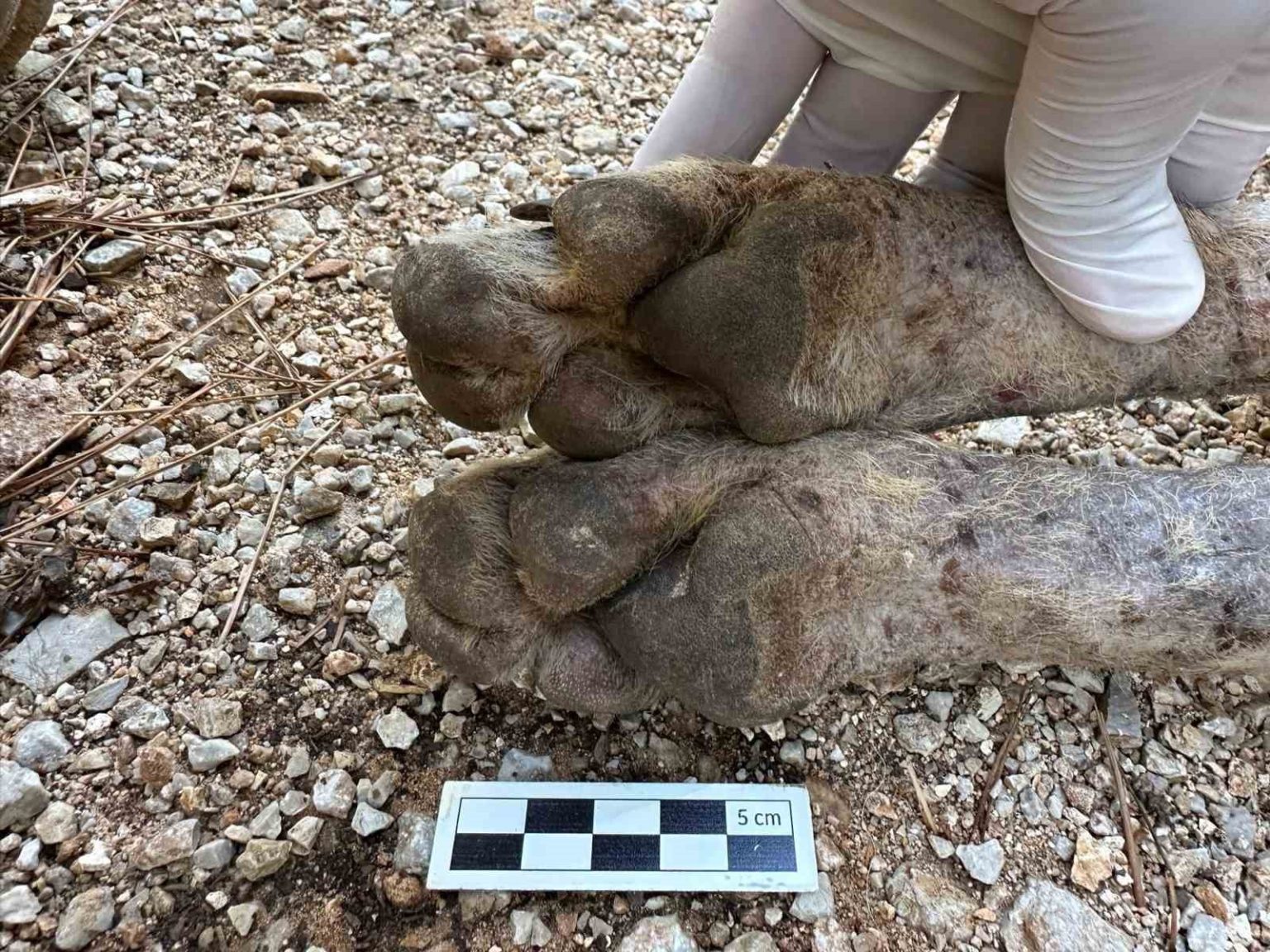 cizgili-sirtlan-sanildi-kurt-cikti