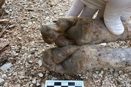 cizgili-sirtlan-sanildi-kurt-cikti