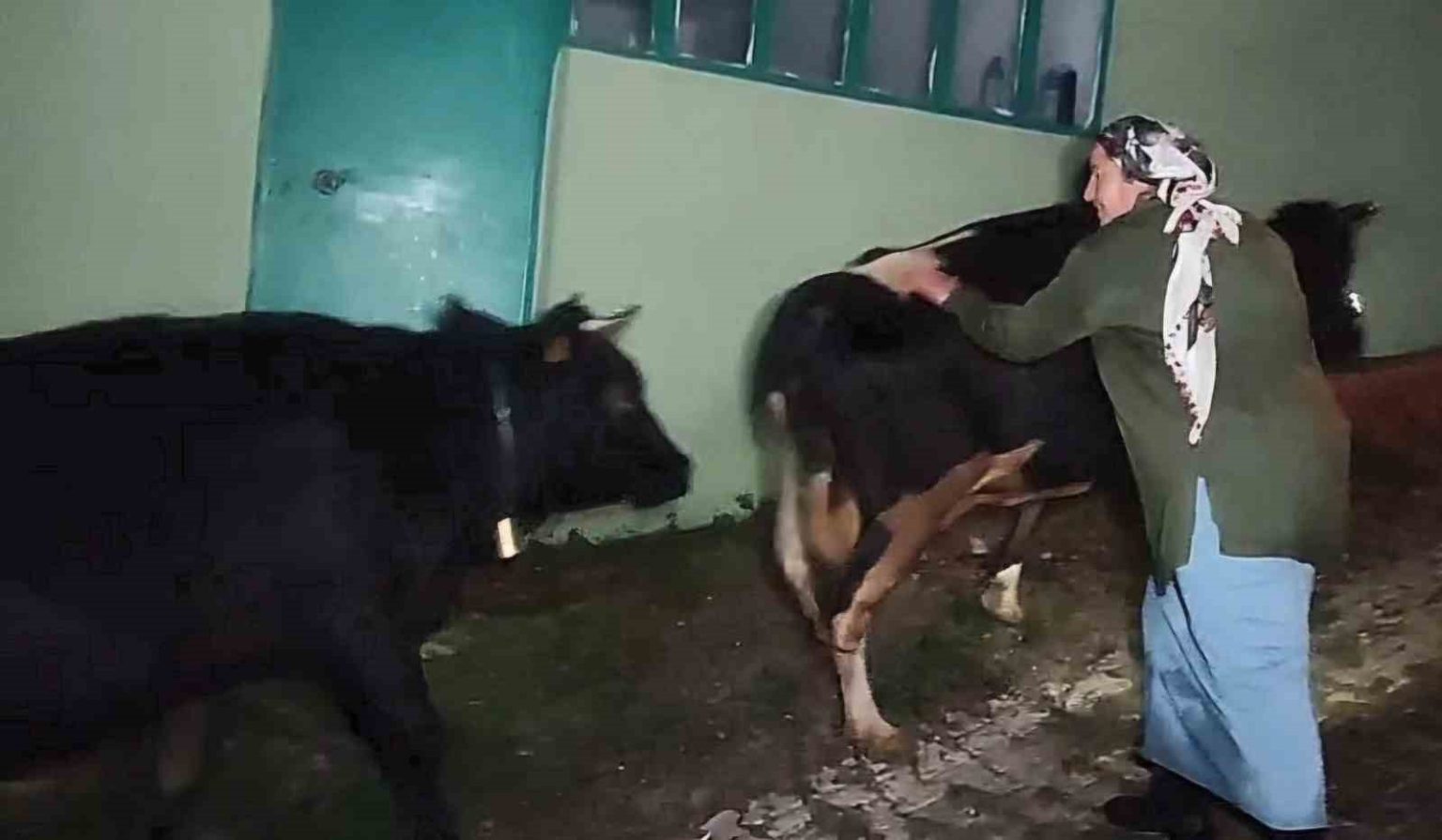 dere-suyu-yukselince-mahsur-kalan-hayvanlar-2-5-saatlik-operasyonla-kurtarildi