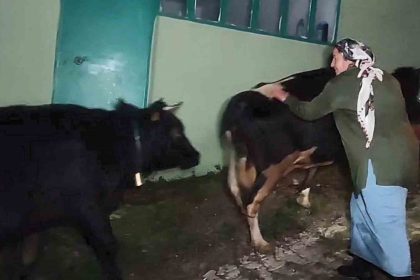 dere-suyu-yukselince-mahsur-kalan-hayvanlar-2-5-saatlik-operasyonla-kurtarildi