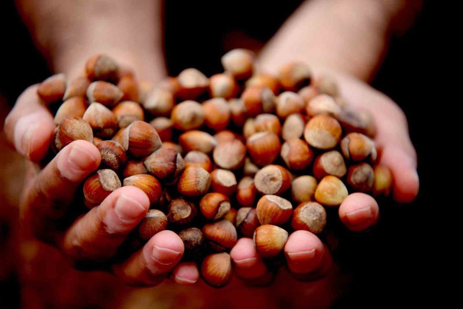 duzcede-15-bin-288-ton-ihrac-edildi