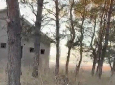 karsta-tilkiler-yerlesim-yerlerinde-cirit-atiyor