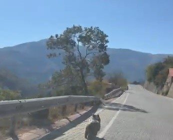 kemaliyede-universite-yolunda-yavru-ayi-goruldu