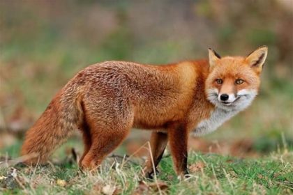 malatyada-yaban-hayvanlari-havadan-asilanacak