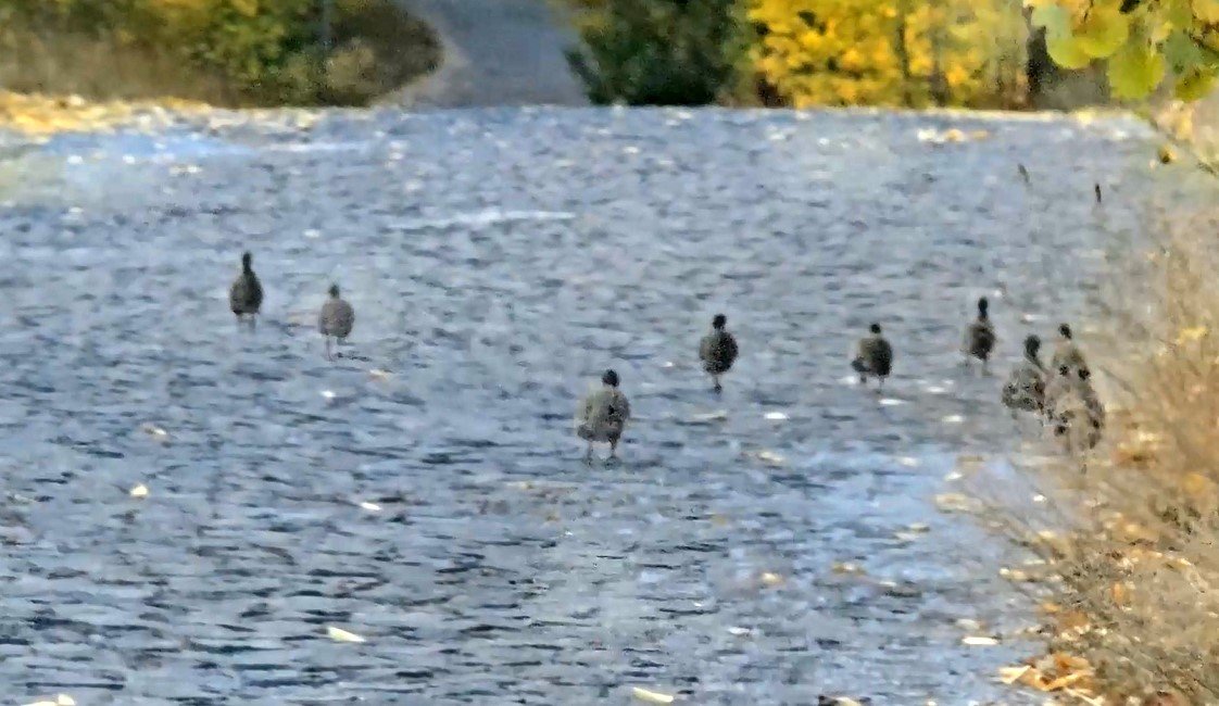 nemrut-kalderasinda-cil-keklik-surusu-goruntulendi