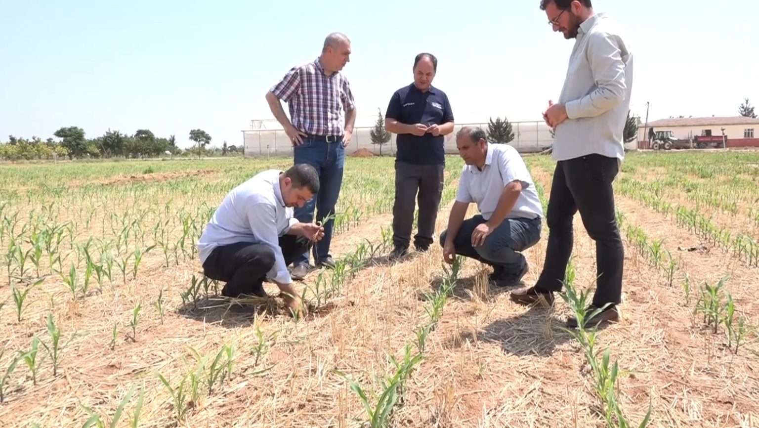 sanliurfada-aniz-yakilmadan-ekilen-misir-ve-pamukta-yuksek-verim