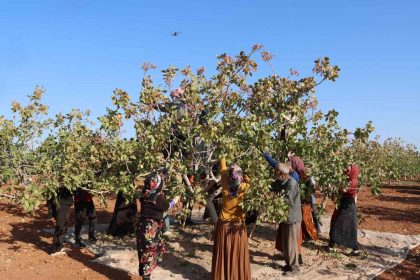 zirai-don-kuraklik-ve-yok-yili-antep-fistigi-rekoltesini-dusurdu