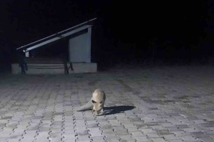 ac-tilki-korucu-kulubesine-geldi-karnini-doyurup-gitti