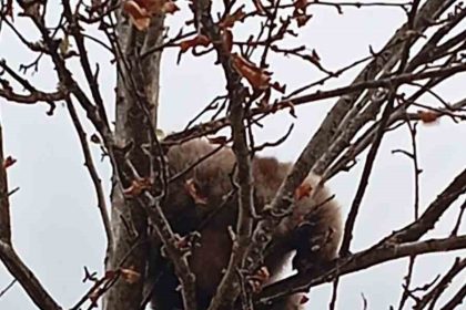 ciktigi-agacta-mahsur-kalan-yavru-ayi-kurtarildi