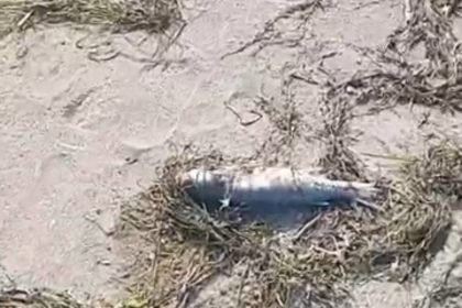 gonende-sahilde-supheli-balik-olumleri-kameraya-yansidi