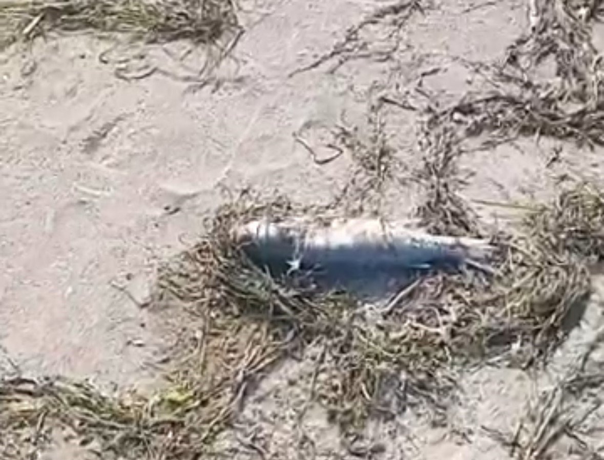 gonende-sahilde-supheli-balik-olumleri-kameraya-yansidi