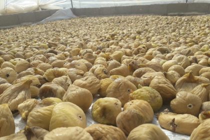 incirliovada-ciftciden-incirde-fiyat-tepkisi