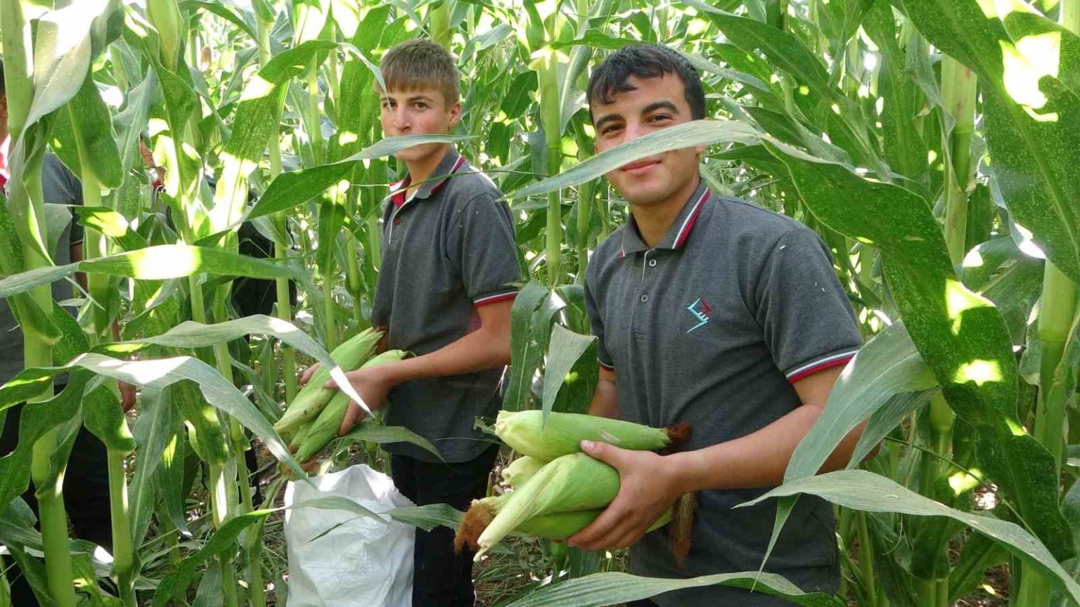 malatyada-tarim-lisesi-ogrencileri-silajlik-misir-hasadina-basladi