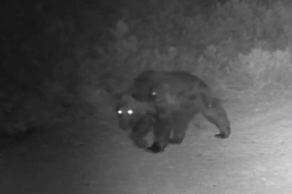 ormanda-yiyecek-arayan-ayi-fotokapanda