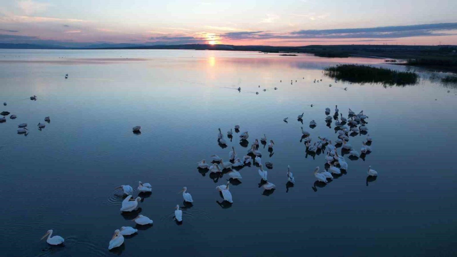 sonbaharda-manyas-golunde-pelikan-ve-flamingo-ziyaretleri