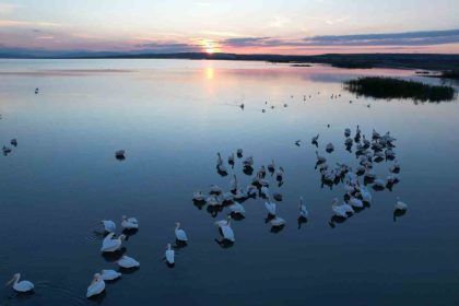 sonbaharda-manyas-golunde-pelikan-ve-flamingo-ziyaretleri