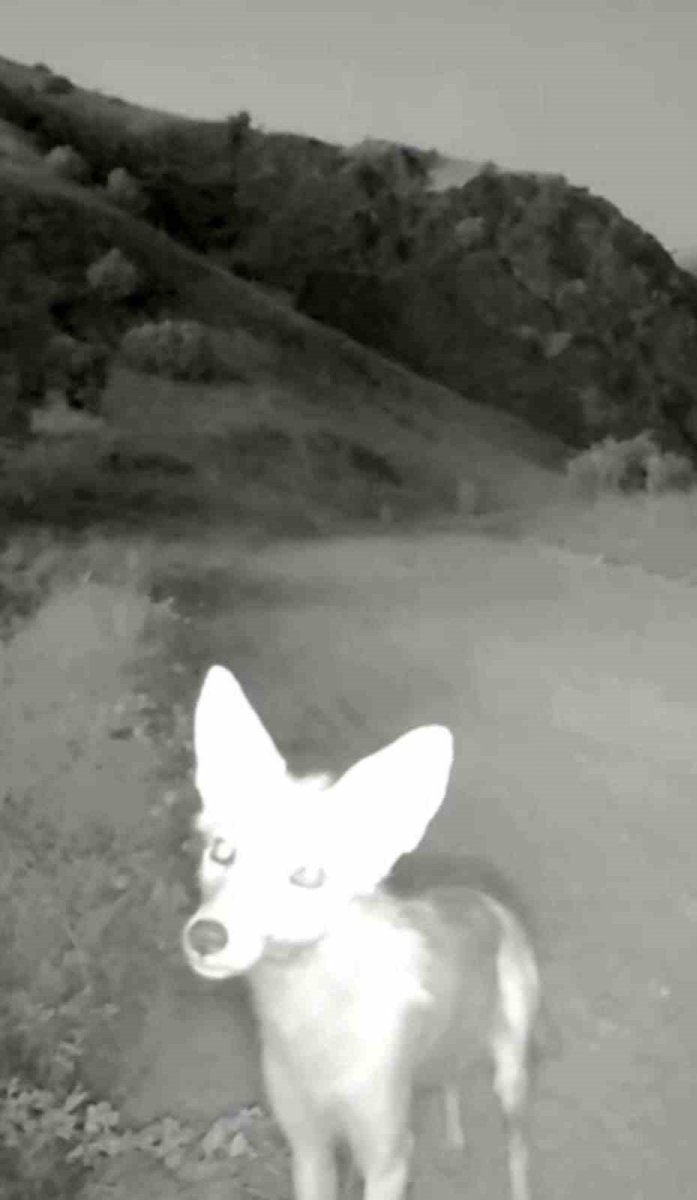 tuncelide-yaban-hayati-kameraya-yansidi