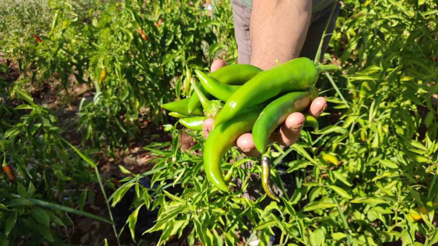 acisiyla-meshur-kayaca-biberinde-hasat-sona-erdi