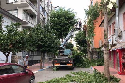 akdenizde-agaclara-sonbahar-bakimi