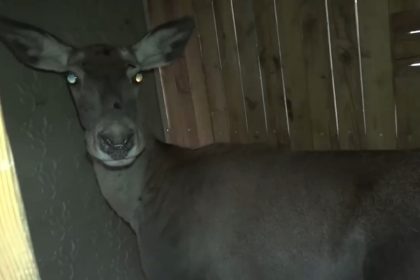 bursadaki-3-kizil-geyik-dogal-yasam-alanina-kavustu