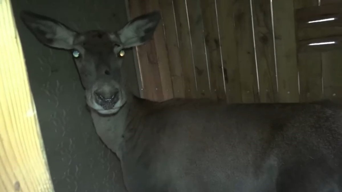 bursadaki-3-kizil-geyik-dogal-yasam-alanina-kavustu