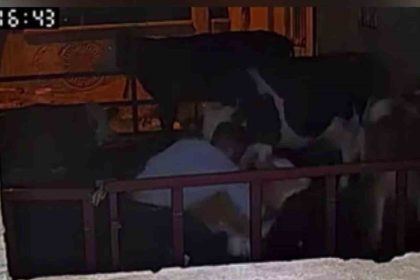 buzagiyi-kucaklayarak-caldilar